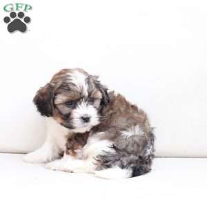 Zoe, Shih-Poo Puppy