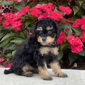 Marcy, Mini Bernedoodle Puppy