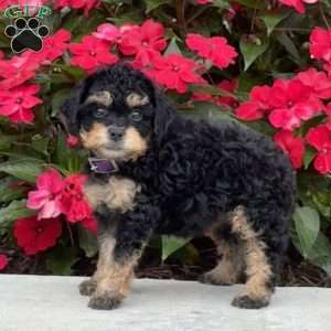 Marcy, Mini Bernedoodle Puppy