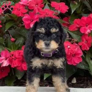Marcy, Mini Bernedoodle Puppy