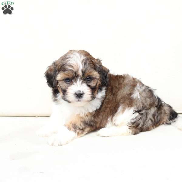 Zoe, Shih-Poo Puppy