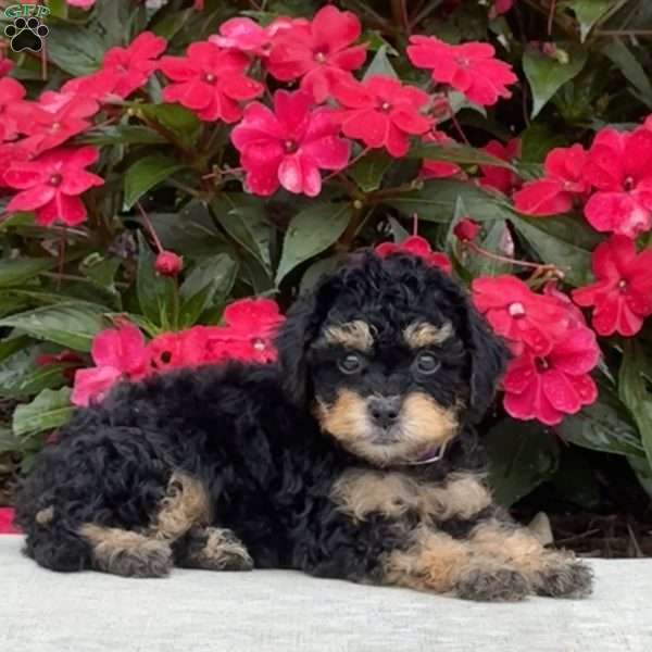 Marcy, Mini Bernedoodle Puppy