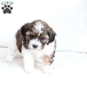 Zoe, Shih-Poo Puppy