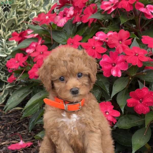 Mini, Mini Bernedoodle Puppy