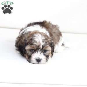 Zoe, Shih-Poo Puppy