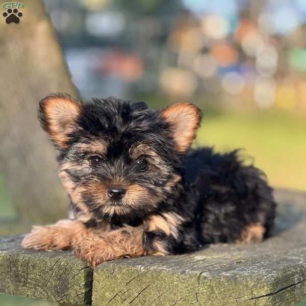 Nahla, Yorkie Puppy