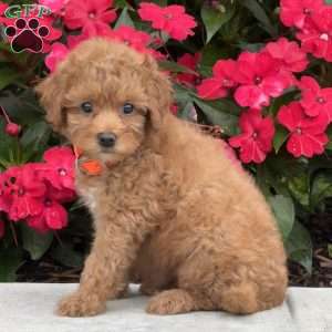 Mini, Mini Bernedoodle Puppy