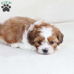 Charlie, Shih-Poo Puppy