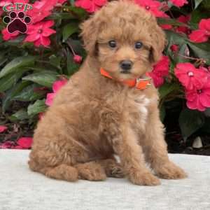 Mini, Mini Bernedoodle Puppy
