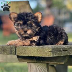 Nahla, Yorkie Puppy