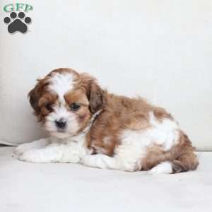 Charlie, Shih-Poo Puppy