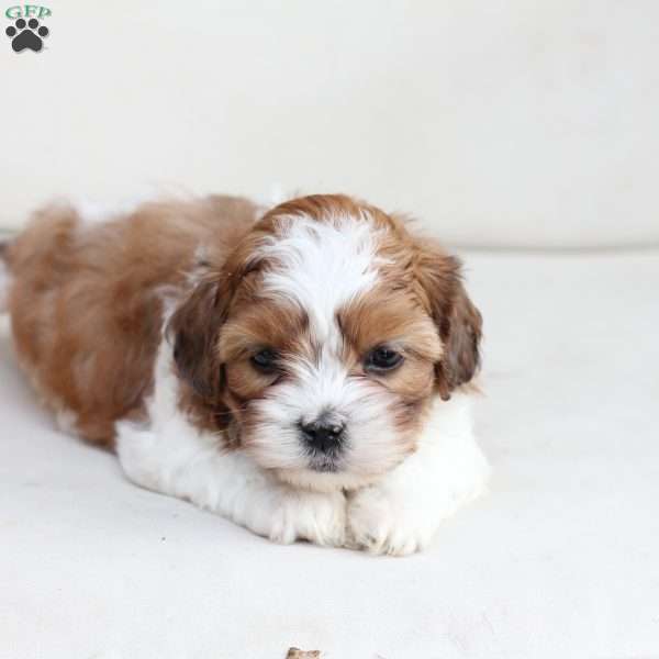 Charlie, Shih-Poo Puppy