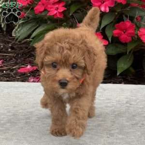 Mini, Mini Bernedoodle Puppy