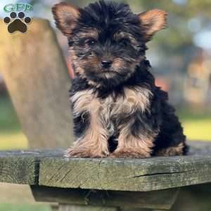 Nahla, Yorkie Puppy