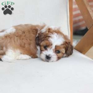 Charlie, Shih-Poo Puppy