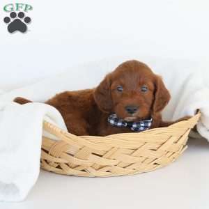 Jasper, Irish Doodle Puppy