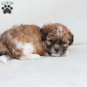 Cooper, Shih-Poo Puppy