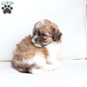 Cooper, Shih-Poo Puppy