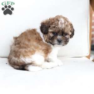 Cooper, Shih-Poo Puppy