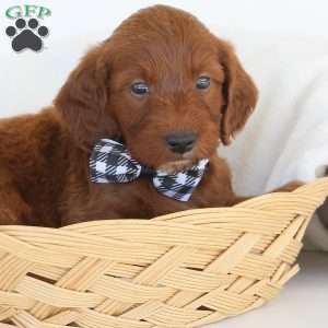 Jasper, Irish Doodle Puppy