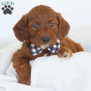 Jasper, Irish Doodle Puppy