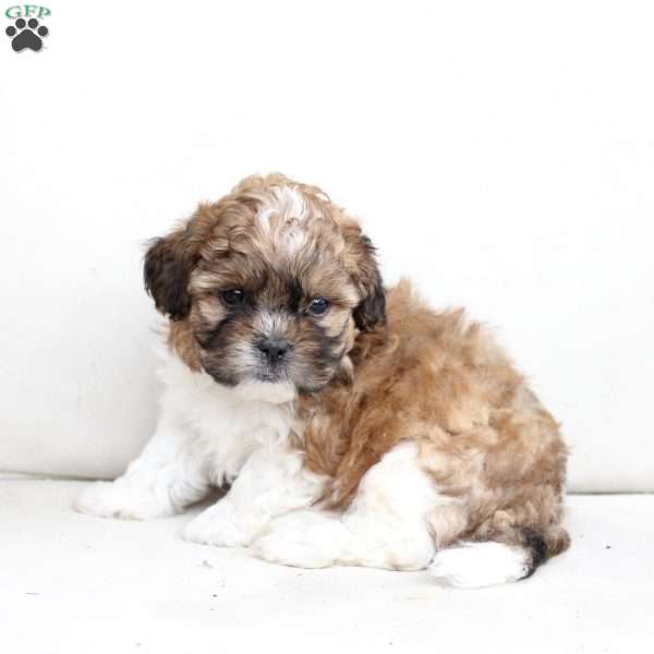 Cooper, Shih-Poo Puppy