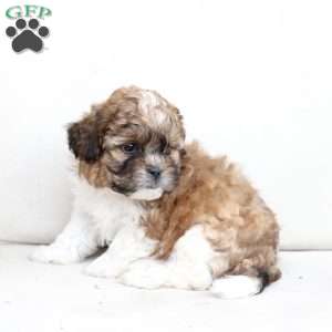Cooper, Shih-Poo Puppy
