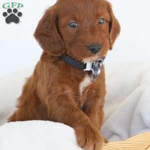 Jasper, Irish Doodle Puppy
