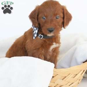 Jasper, Irish Doodle Puppy