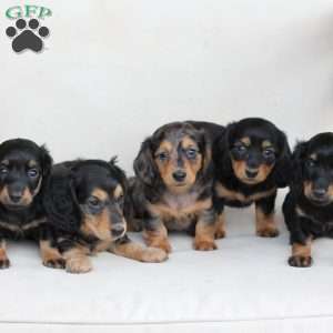 Poppy, Dachshund Puppy