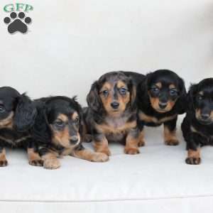 Roxy, Dachshund Puppy