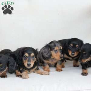 Roxy, Dachshund Puppy