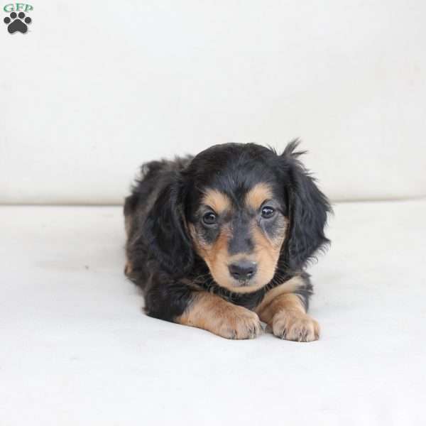 Moose, Dachshund Puppy