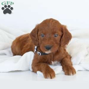 Jasper, Irish Doodle Puppy