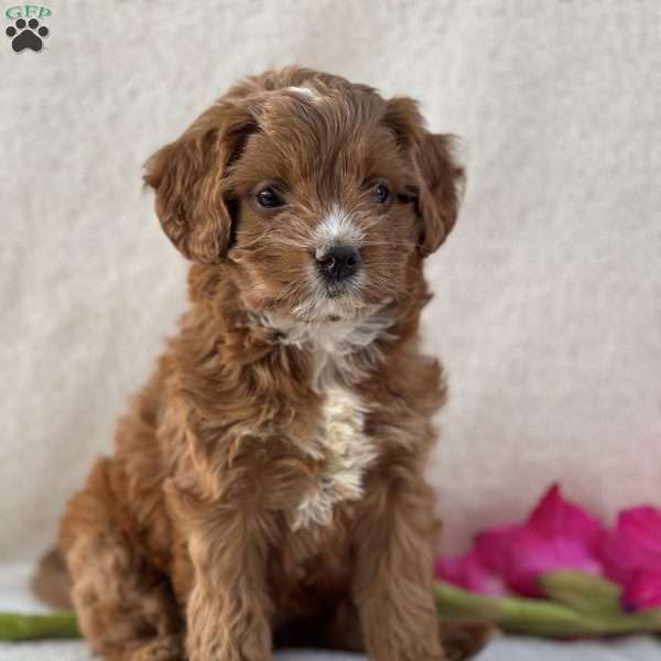 Tina, Cavapoo Puppy