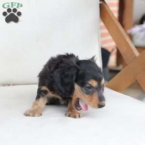 Moose, Dachshund Puppy