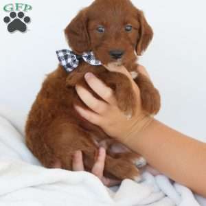 Jasper, Irish Doodle Puppy