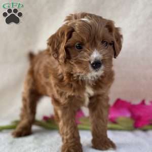 Tina, Cavapoo Puppy