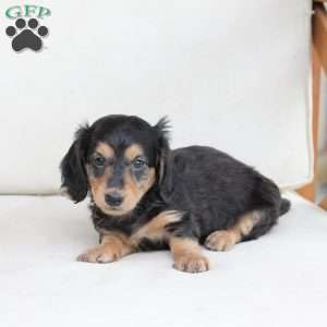 Moose, Dachshund Puppy