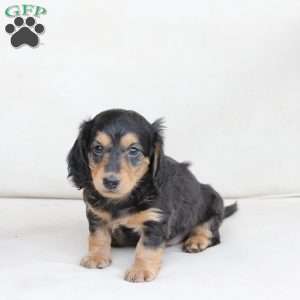 Moose, Dachshund Puppy