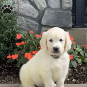 Teddy, Golden Retriever Puppy