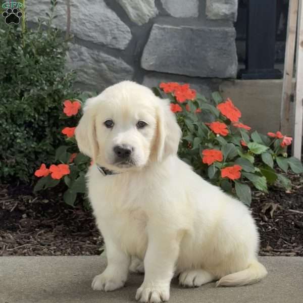 Teddy, Golden Retriever Puppy