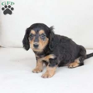 Moose, Dachshund Puppy