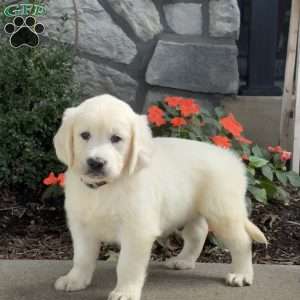 Teddy, Golden Retriever Puppy