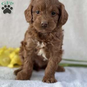 Timothy, Cavapoo Puppy