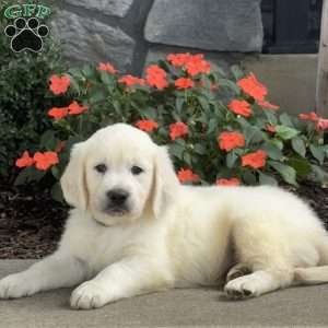Teddy, Golden Retriever Puppy