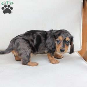 Jasper, Dachshund Puppy