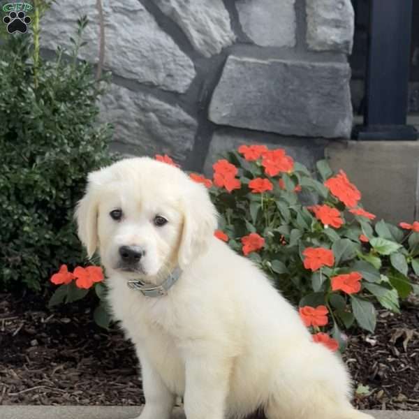 Twiggy, Golden Retriever Puppy