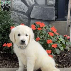 Twiggy, Golden Retriever Puppy