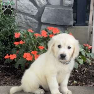 Twiggy, Golden Retriever Puppy